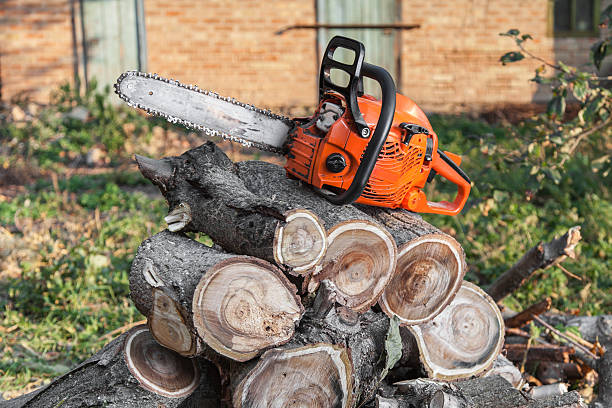 Professional Tree Service in Fairlawn, VA